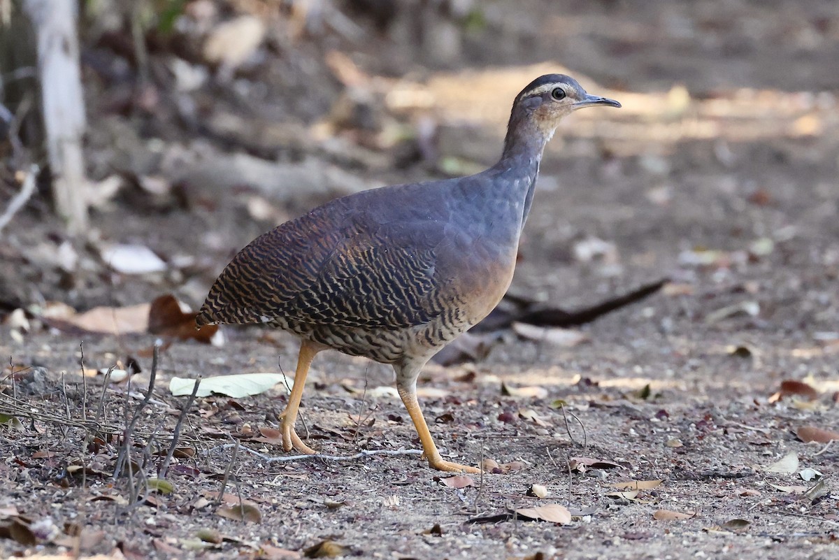 Yellow-legged Tinamou (zabele) - Jonathan Slifkin