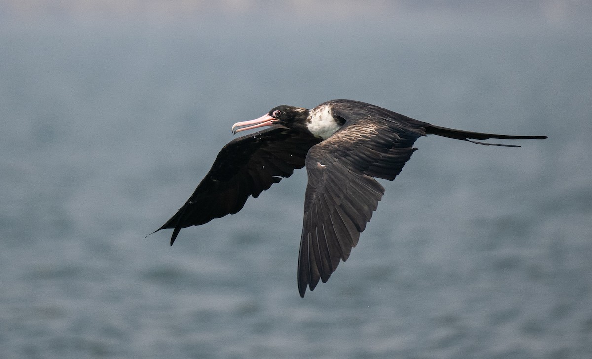 Christmas Island Frigatebird - ML612237826