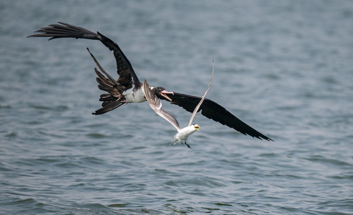 Christmas Island Frigatebird - ML612237833