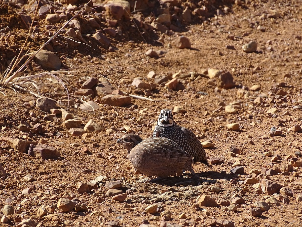 Montezuma Quail - ML612237901