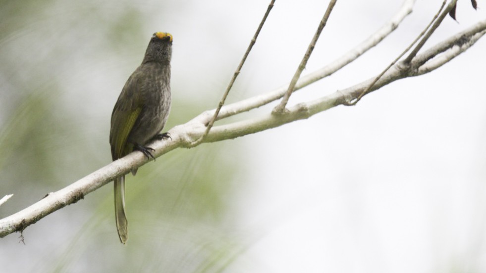 Aceh Bulbul - Robert Tizard