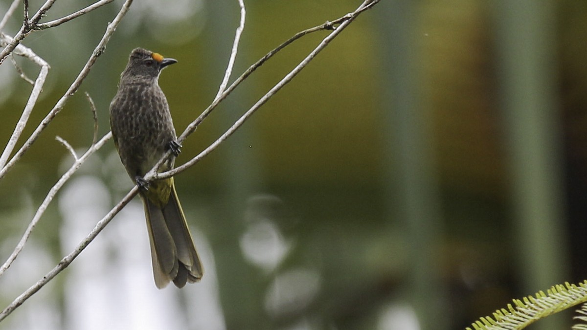 Bulbul Bimaculado Norteño - ML612237978