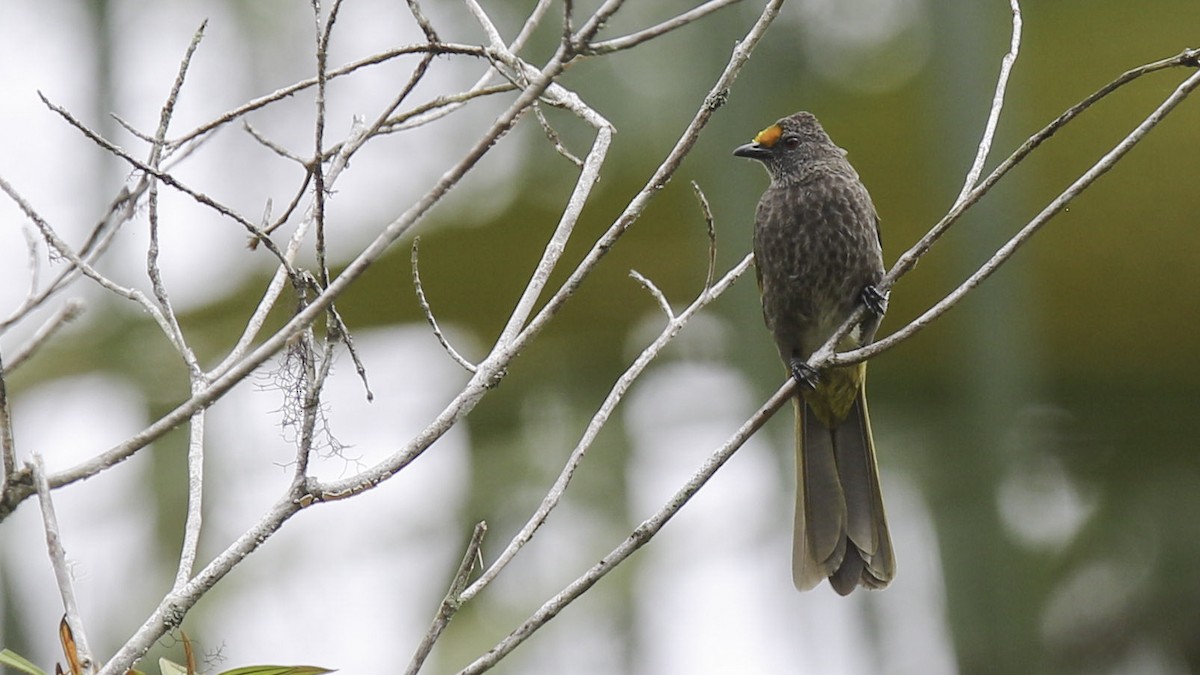 Bulbul Bimaculado Norteño - ML612237984