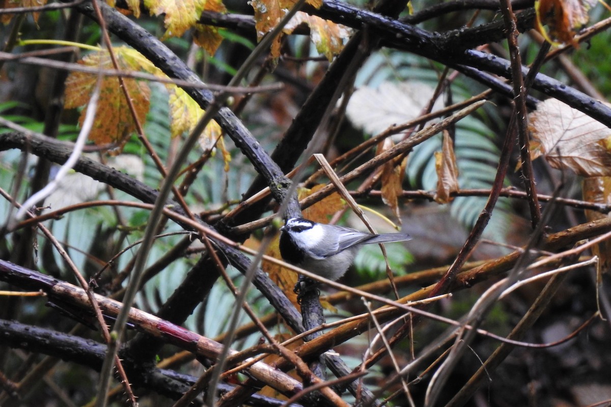 Mountain Chickadee - Team Ona