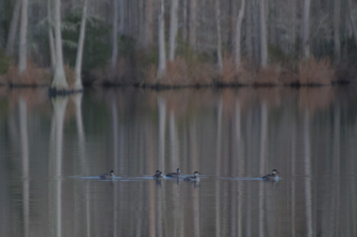 Ahate herdoiltsua - ML612238044