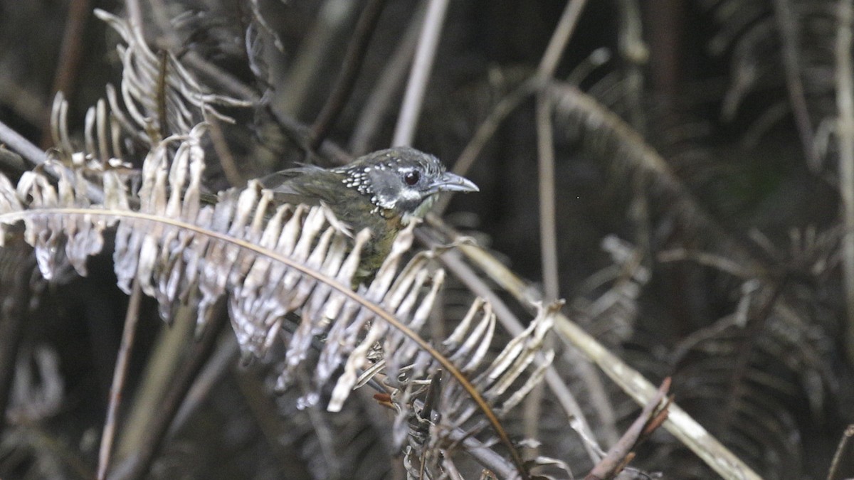 Spot-necked Babbler - ML612238072