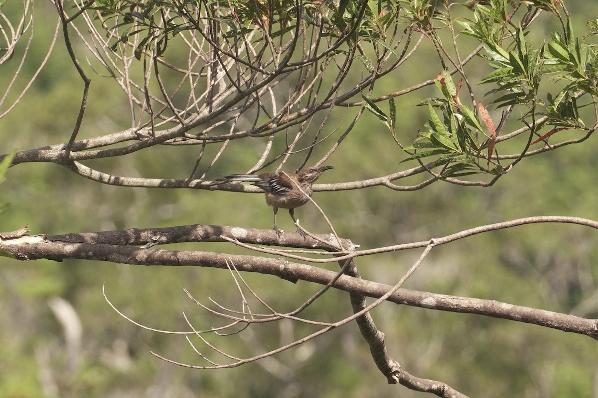 New Caledonian Friarbird - Patrick Lam