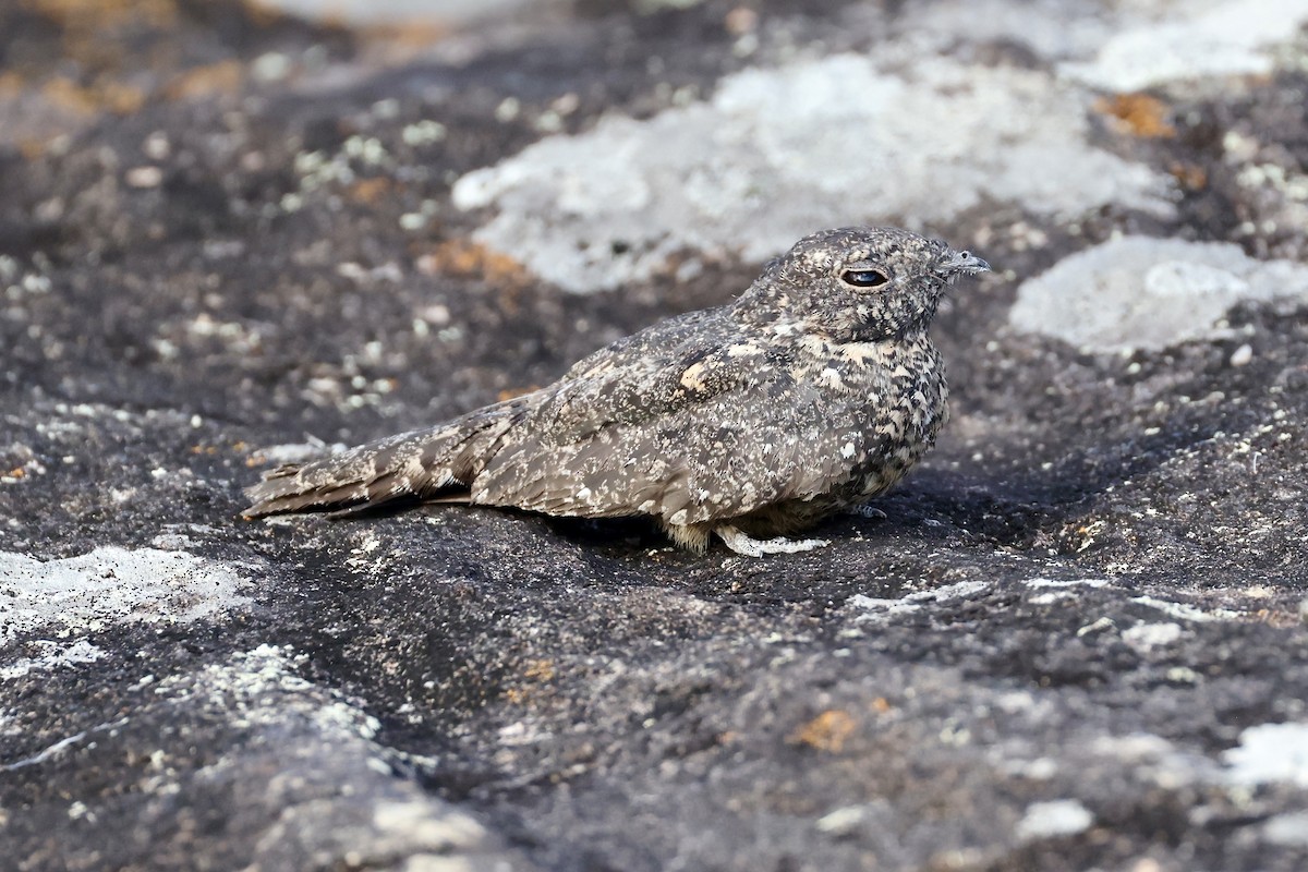 Pygmy Nightjar - Jonathan Slifkin