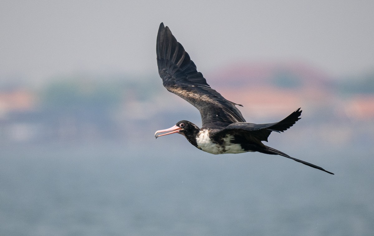 Christmas Island Frigatebird - ML612238173