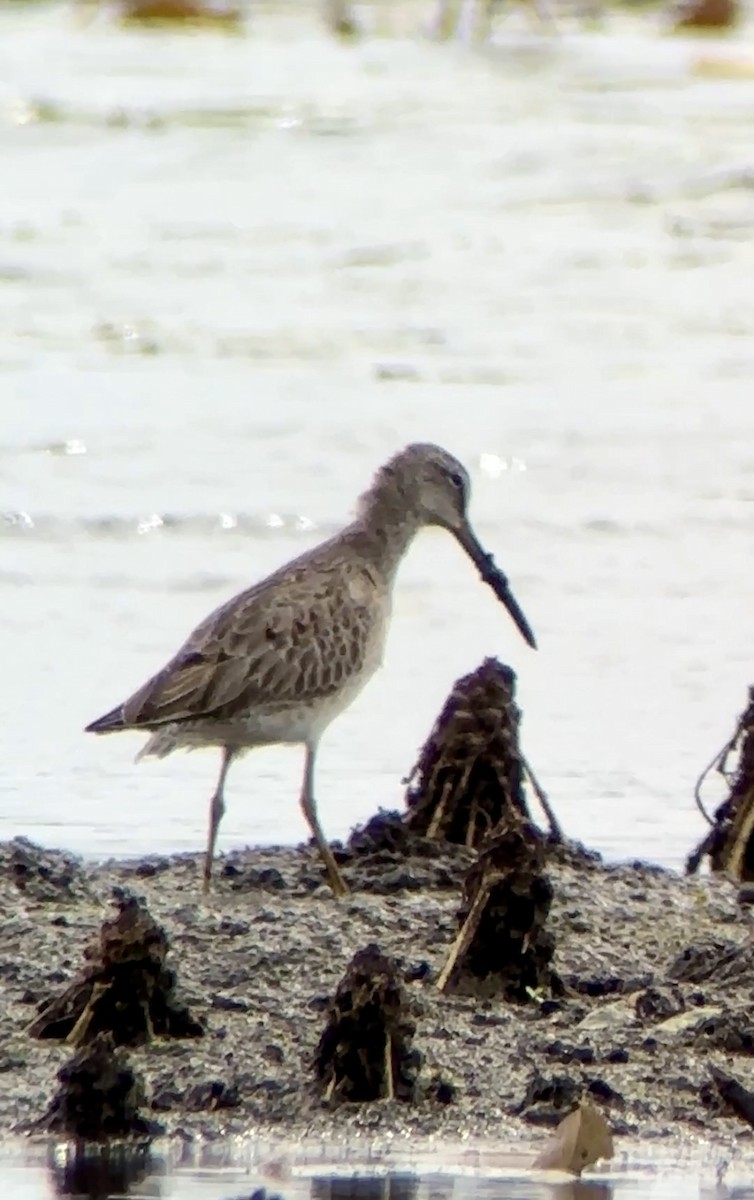 Long-billed Dowitcher - ML612238187