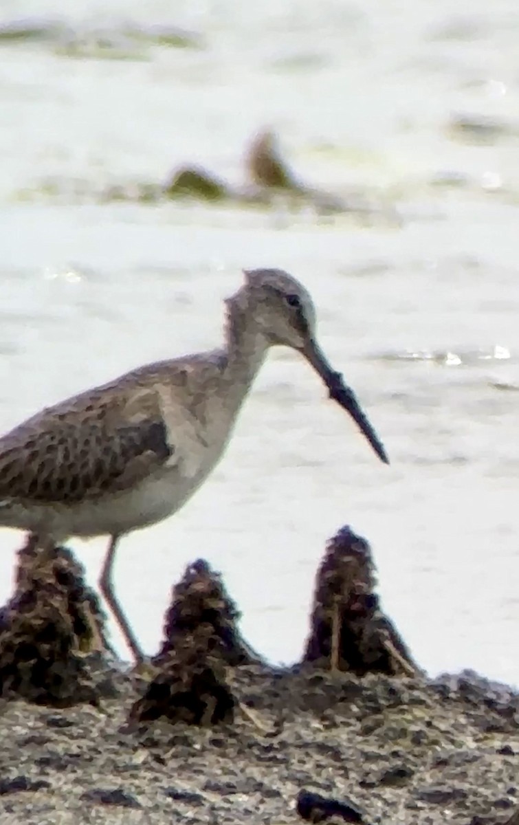 Long-billed Dowitcher - ML612238189