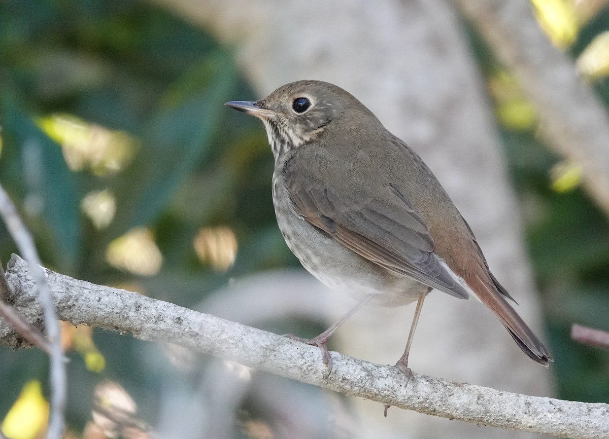 Hermit Thrush - ML612238191