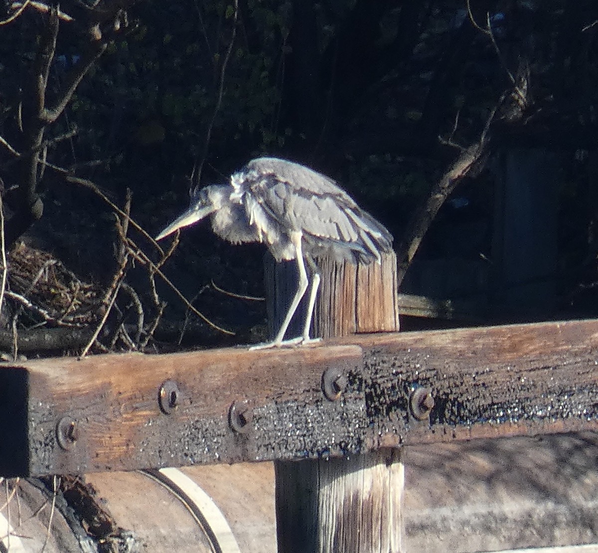 Great Blue Heron - ML612238193