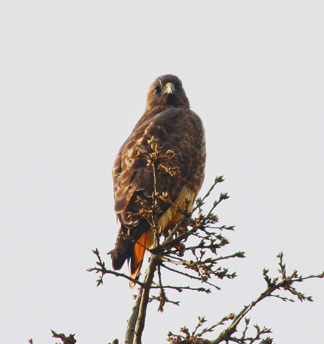 Red-tailed Hawk - ML612238227