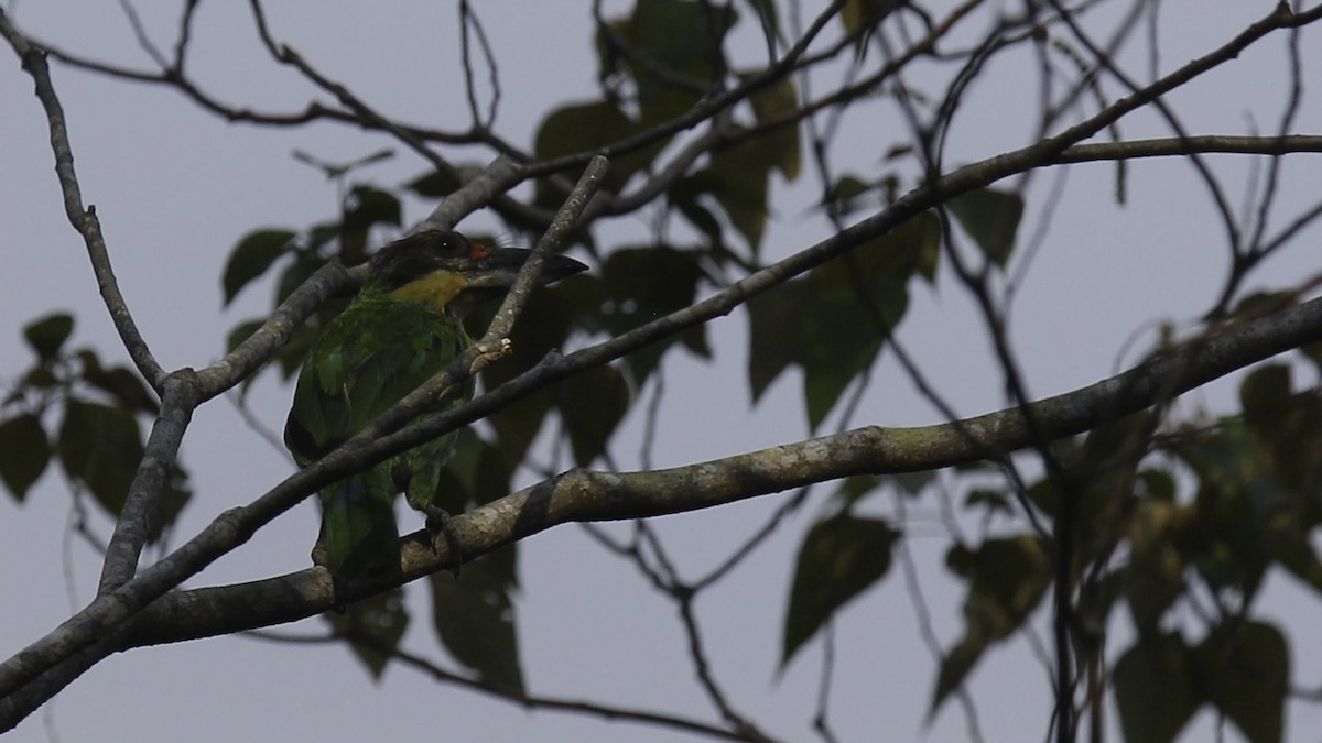 Gold-whiskered Barbet (Gold-whiskered) - ML612238358