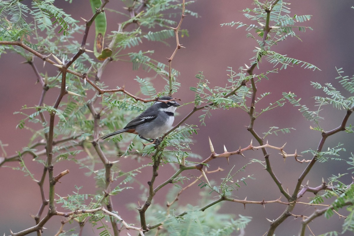 Ringed Warbling Finch - Olivier Langrand