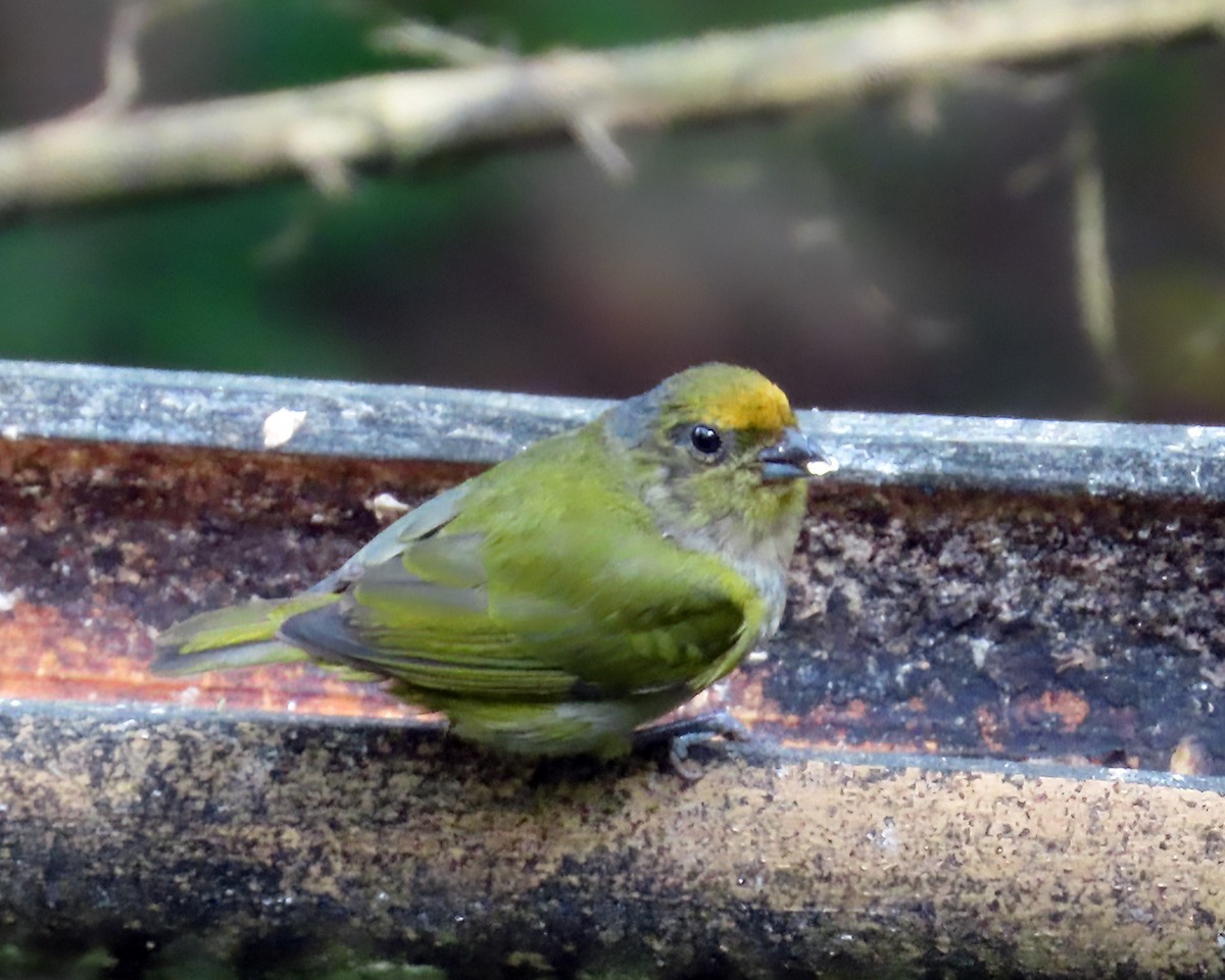 Orange-bellied Euphonia - ML612238508