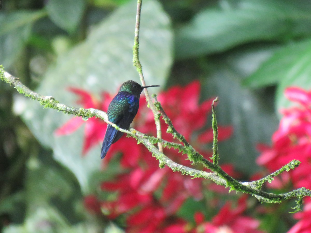 Crowned Woodnymph (Northern Violet-crowned) - Guiller Mina