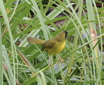 Olive-crowned Yellowthroat - ML612238570