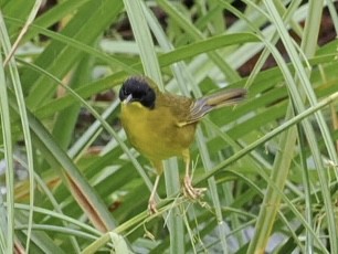 Olive-crowned Yellowthroat - ML612238571