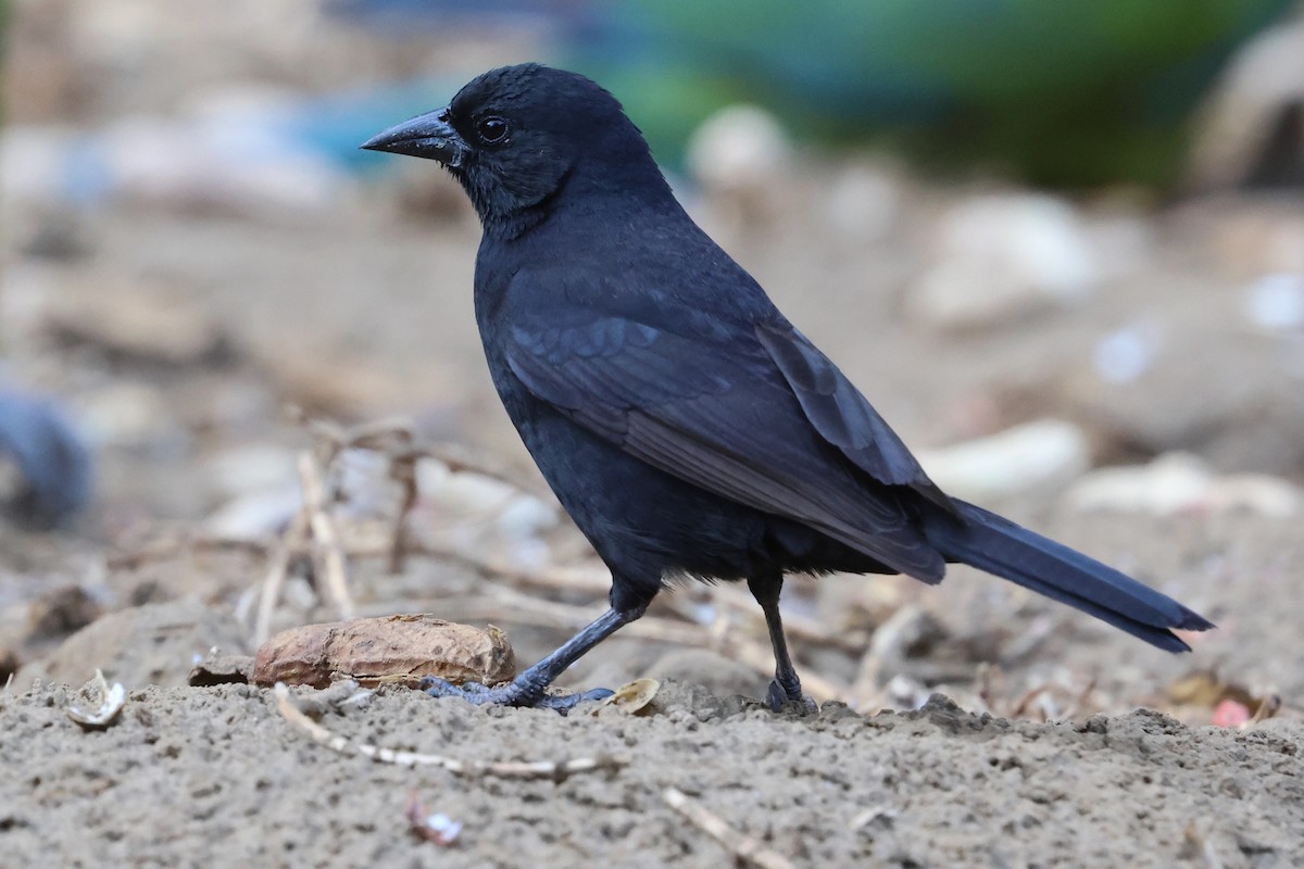 Bolivian Blackbird - ML612238617