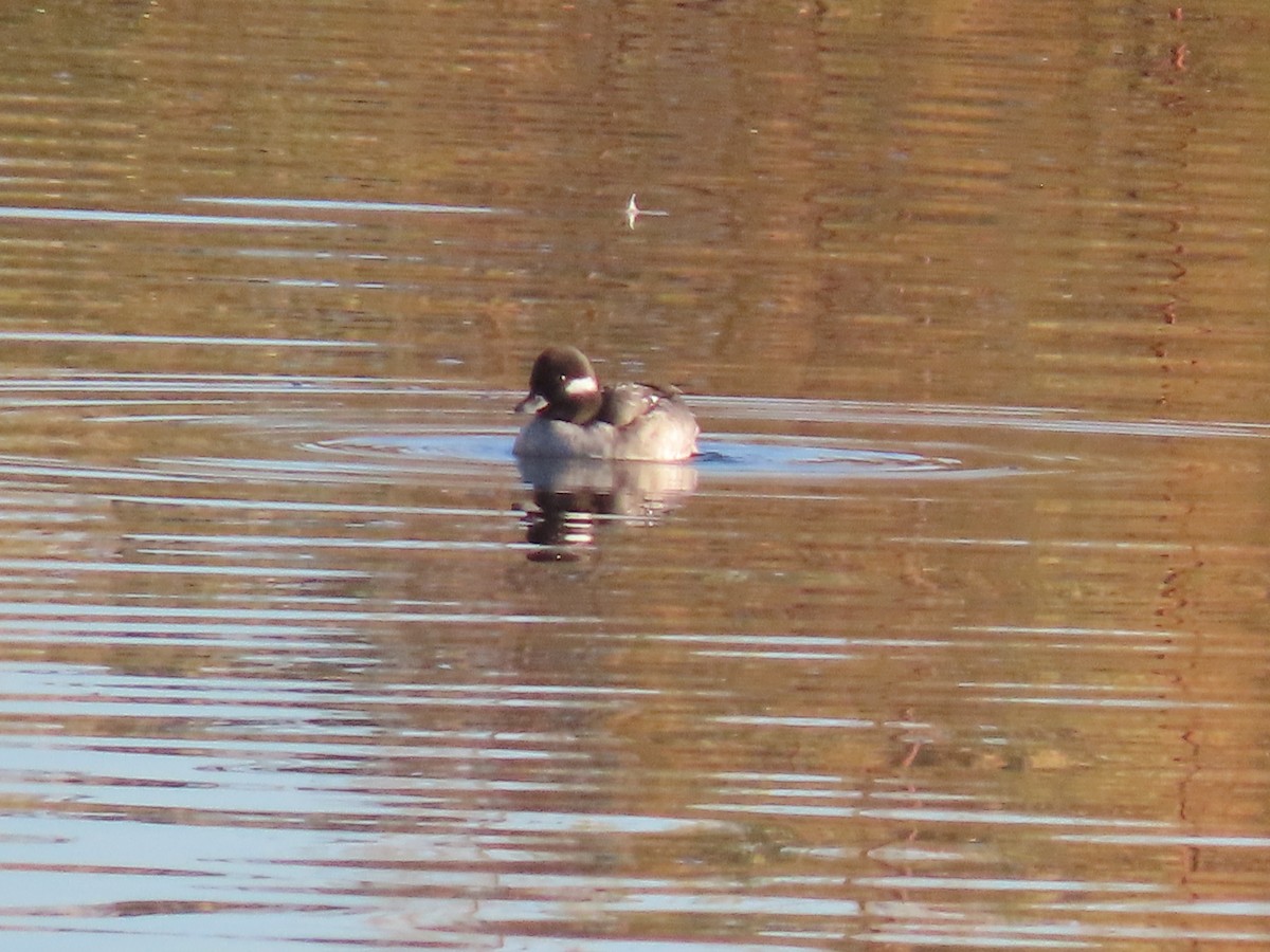 Bufflehead - Maia Ginsburg