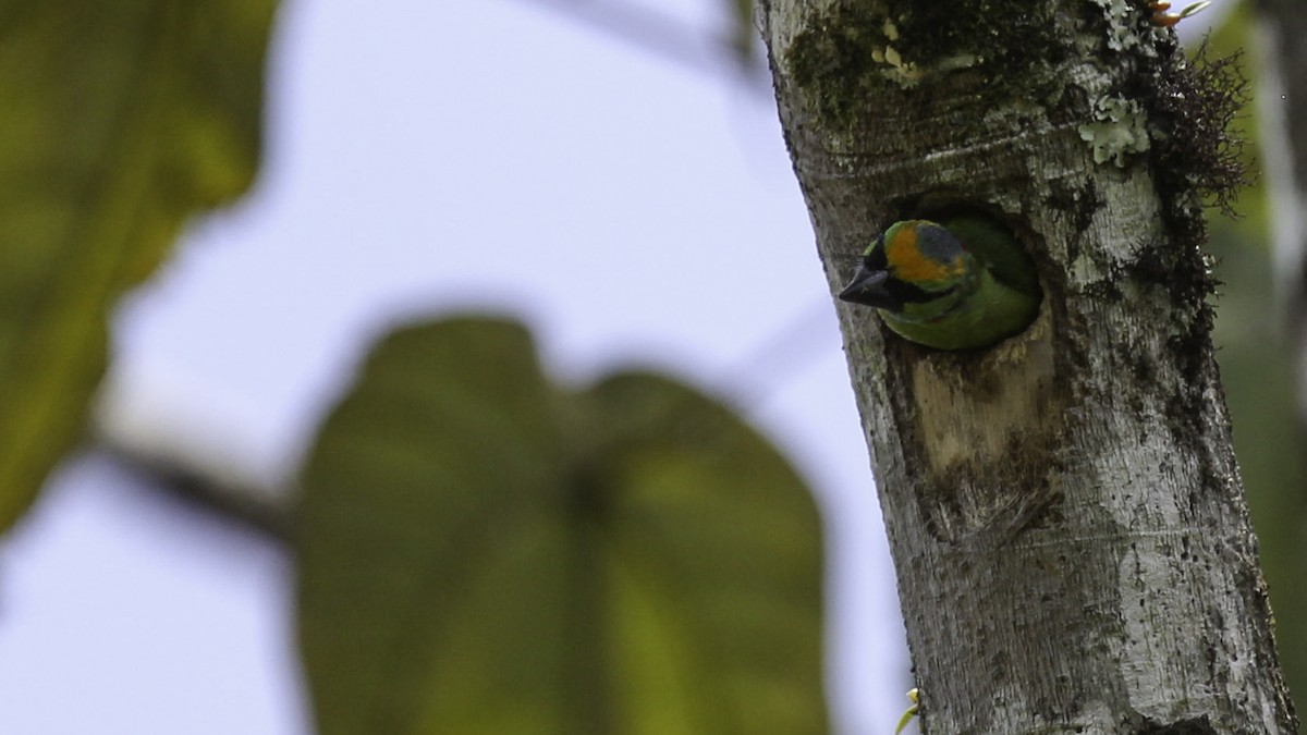 Yellow-crowned Barbet - Robert Tizard