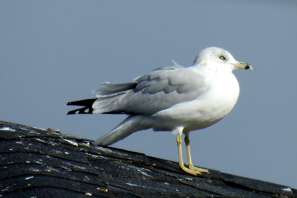 Ring-billed Gull - ML612238775