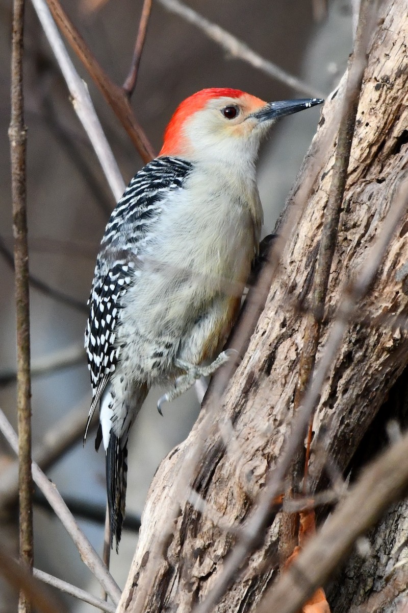 Red-bellied Woodpecker - ML612238928