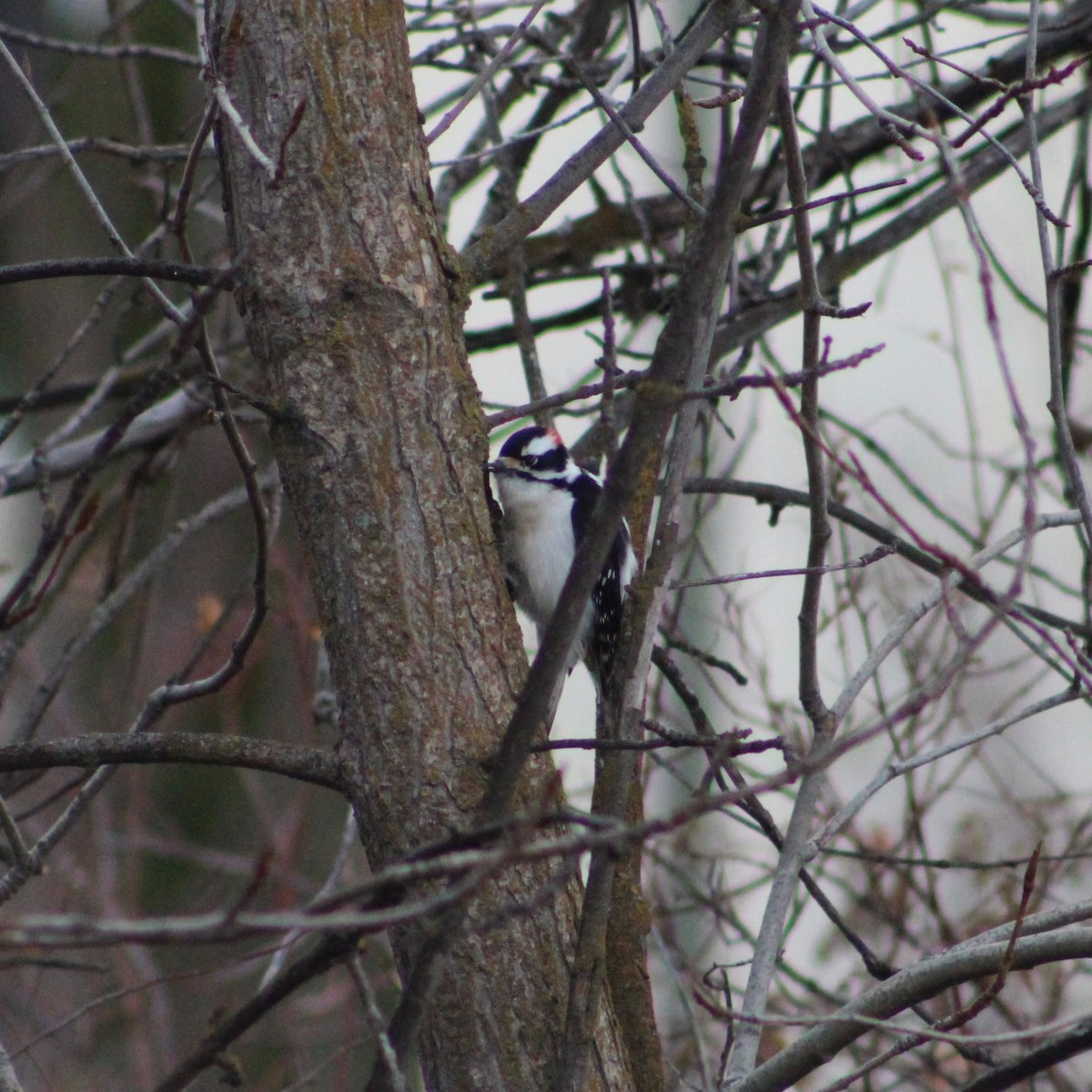 Downy Woodpecker - ML612238964