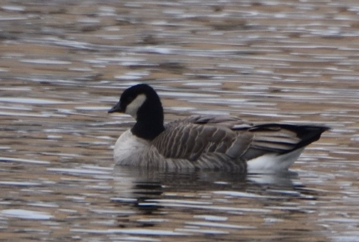 Cackling Goose - ML612239035