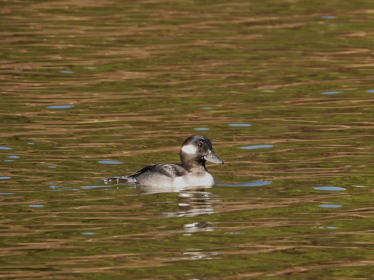 Bufflehead - ML612239044