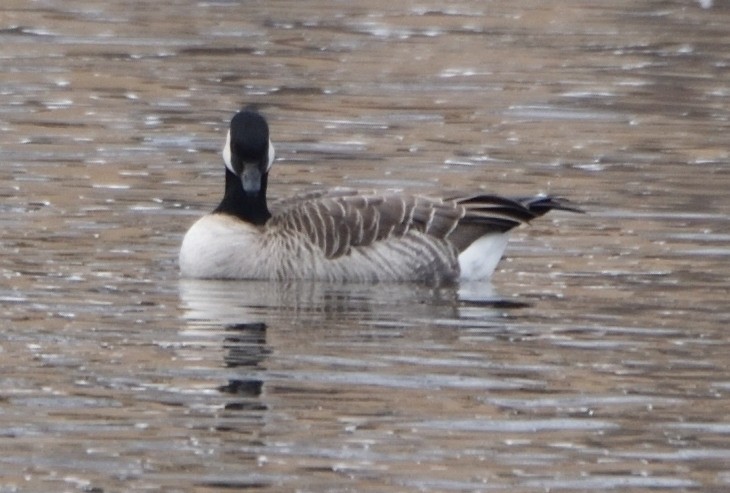 Cackling Goose - ML612239067