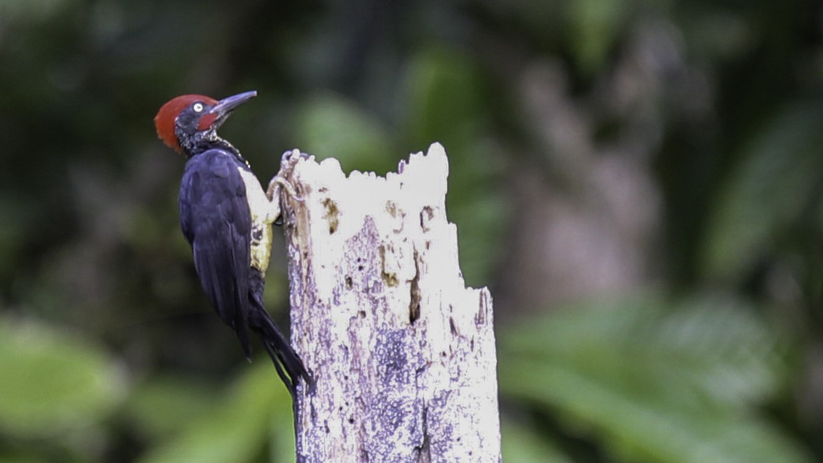 White-bellied Woodpecker - Robert Tizard