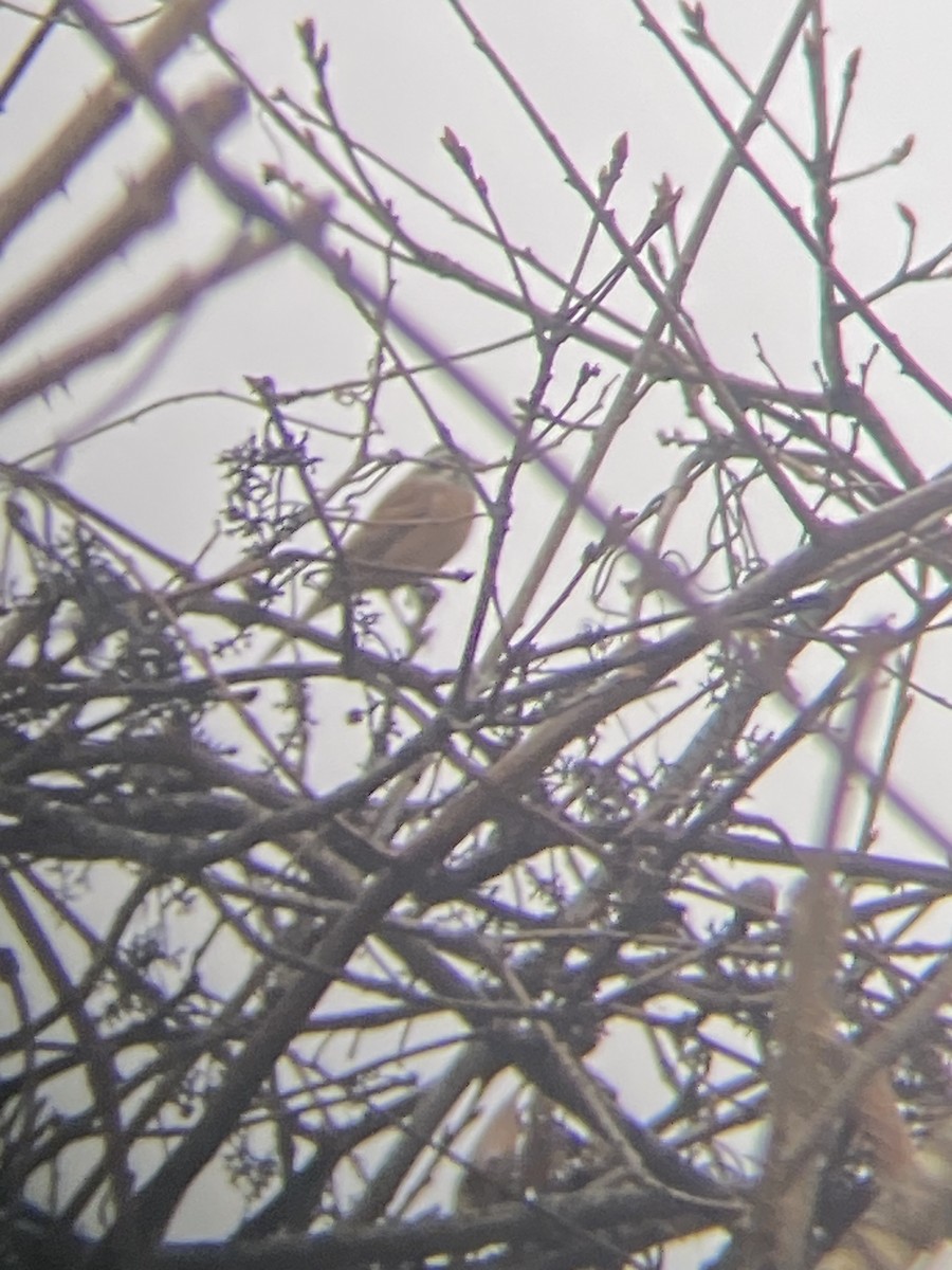 Meadow Bunting - ML612239359