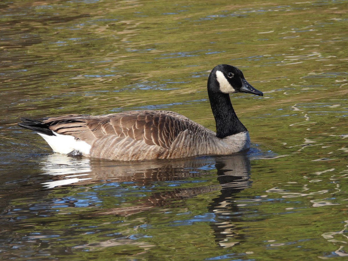 Canada Goose - ML612239373