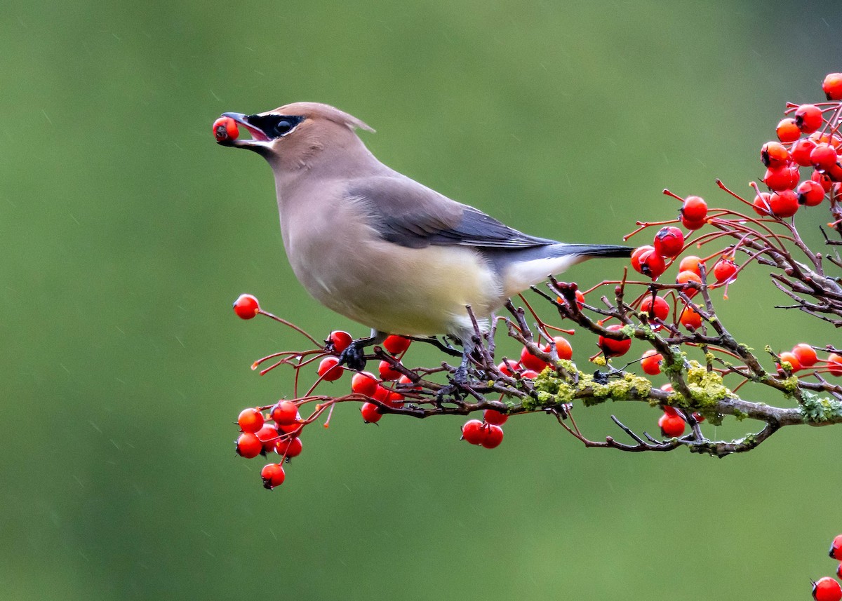 Cedar Waxwing - Ian Burgess