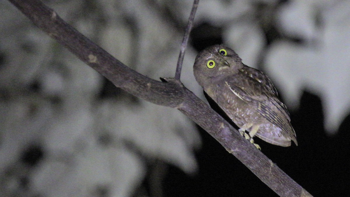 Simeulue Scops-Owl - ML612239446
