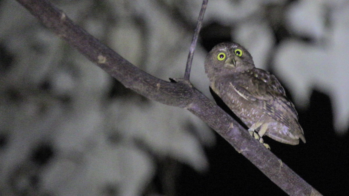 Simeulue Scops-Owl - ML612239449