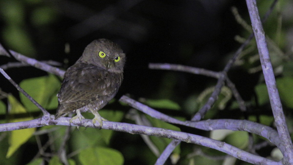 Simeulue Scops-Owl - ML612239453