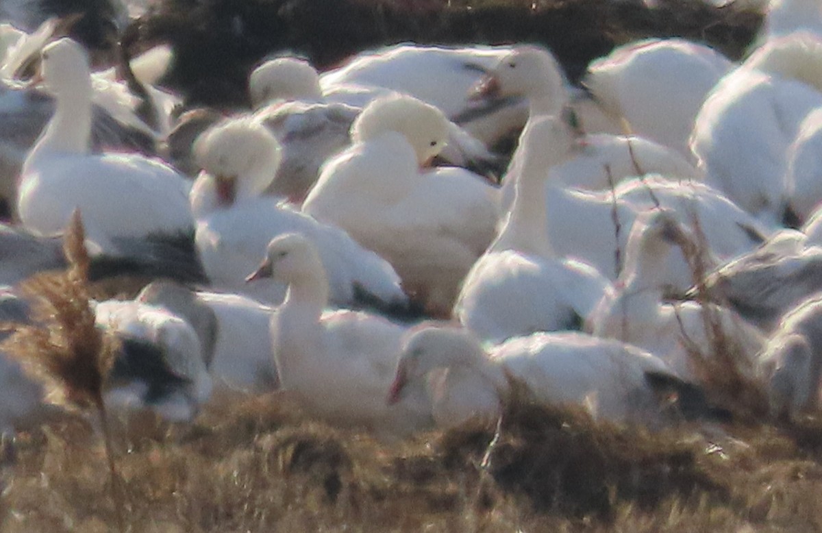 Ross's Goose - Nancy & Bill LaFramboise