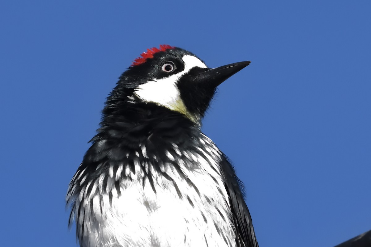 Acorn Woodpecker - ML612239472