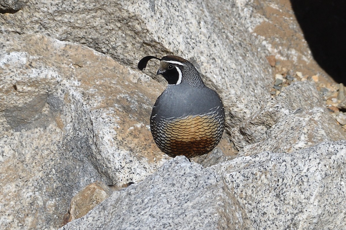 California Quail - ML612239536