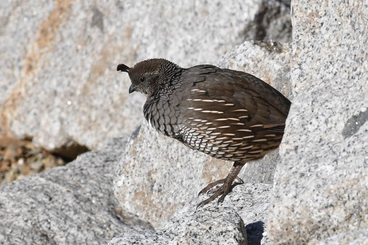 California Quail - ML612239540