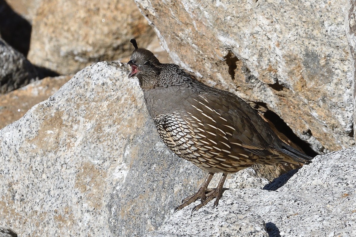 California Quail - ML612239546