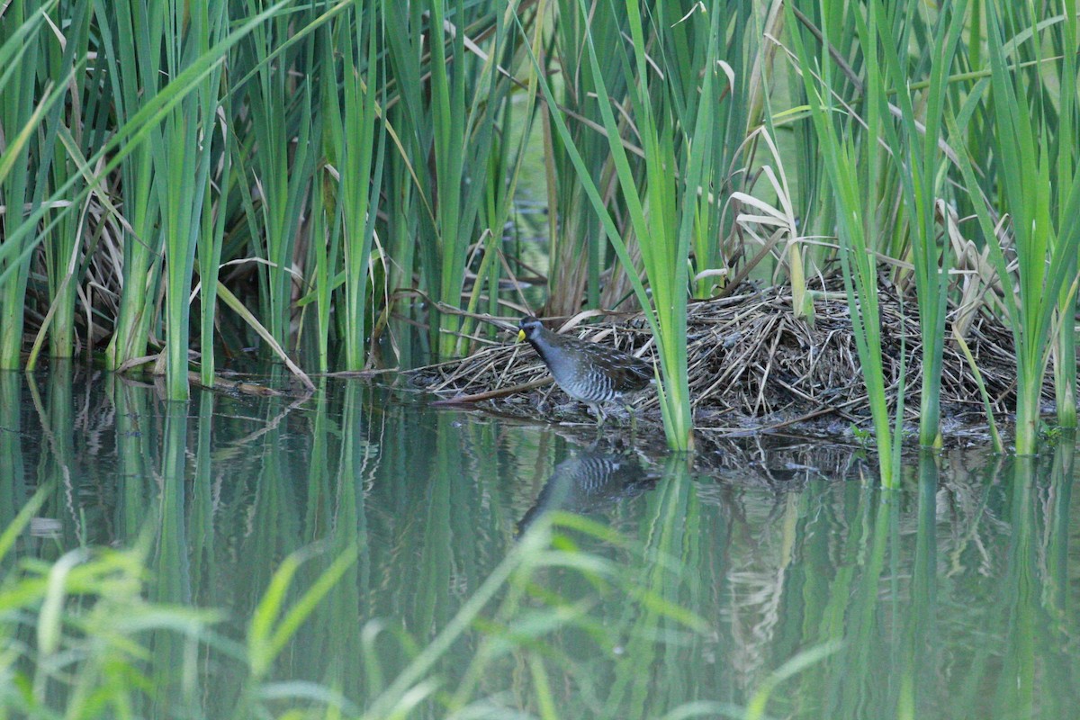 Polluela Sora - ML612239580