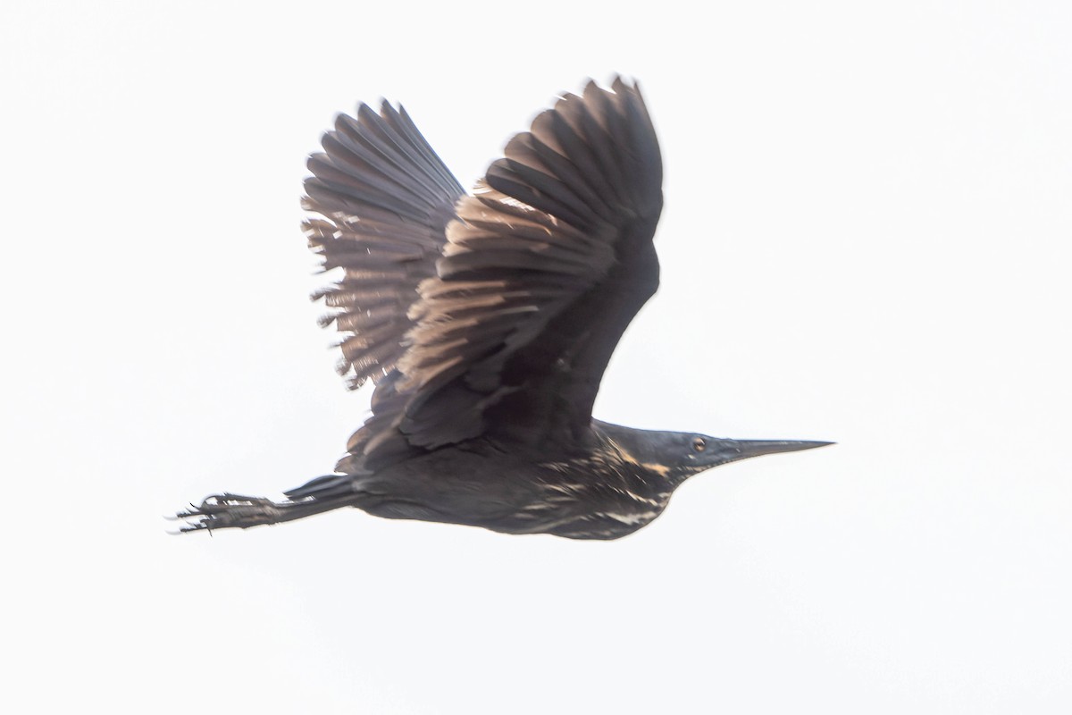 Black Bittern - ML612239581