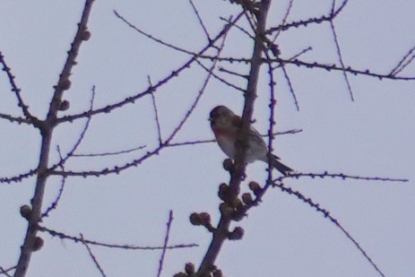 Common Redpoll - Carol Speck