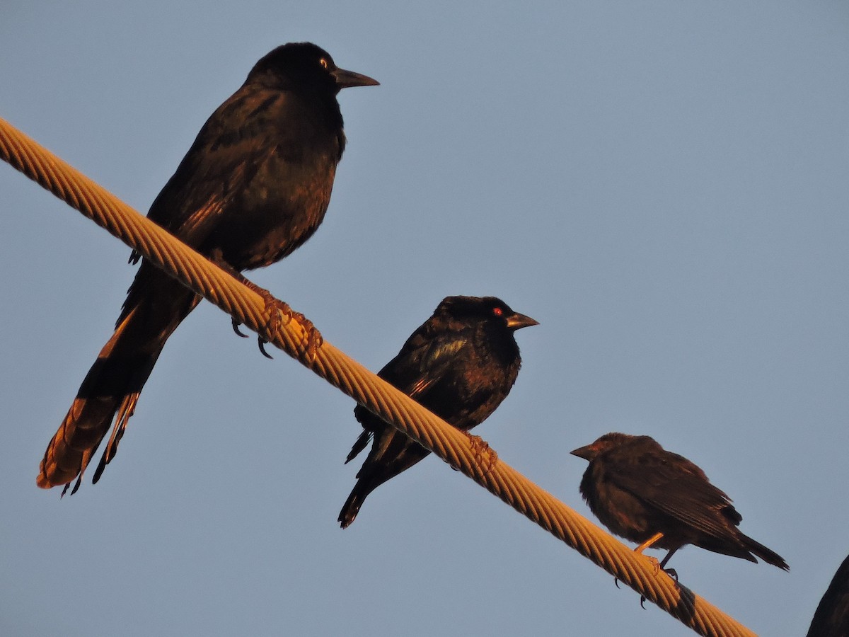 Bronzed Cowbird - Brett Wilmore