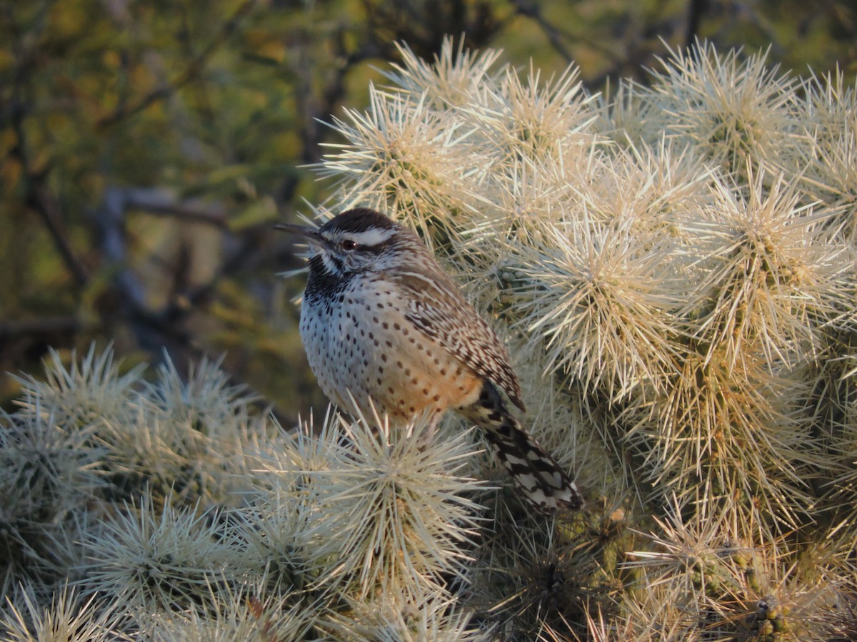 Cactus Wren - ML612239663